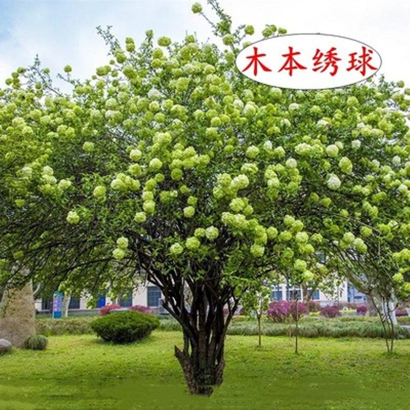 木本绣球树苗木绣球苗琼花树苗琼花绣球树苗八仙绣球花苗绣球树苗