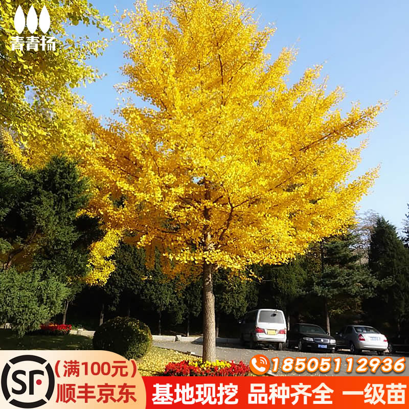 金叶银杏树活苗室外树苗大树庭院风景树大型行道园林绿化工程苗木