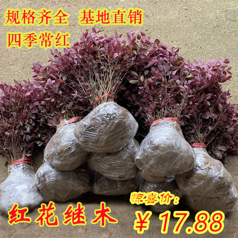 红花继木苗庭院绿化苗木花卉篱笆围墙路边小树苗盆景植物四季园林