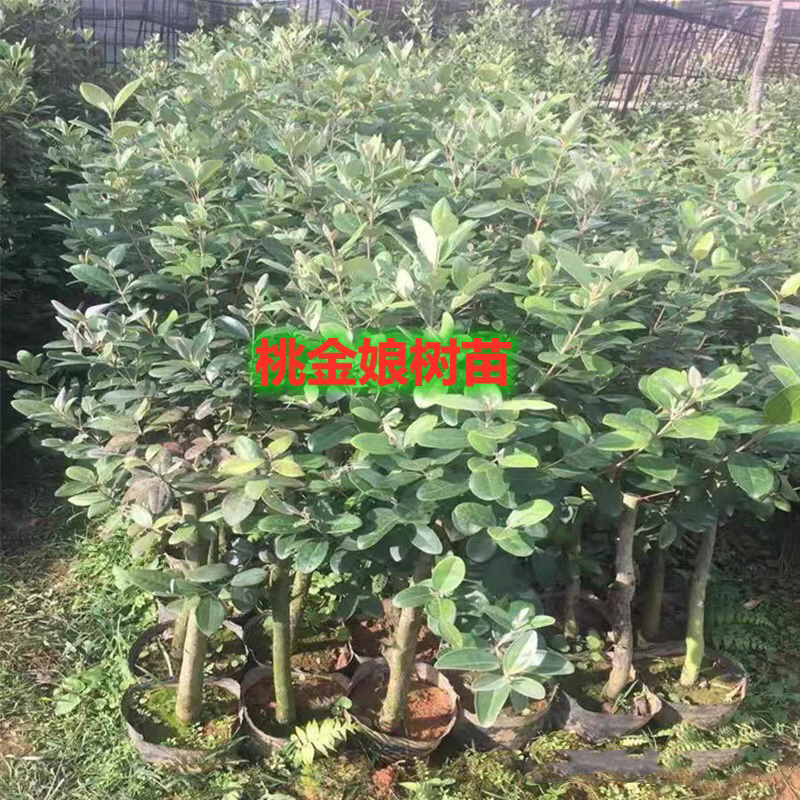 桃金娘树苗 野生稔子树观花老桩大树当年结果带土带叶发货南方种
