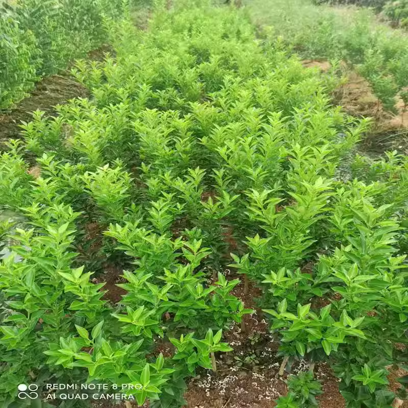 名贵品种日本八房柑树苗 盆景盆栽嫁接品种进口八房柑带土带叶