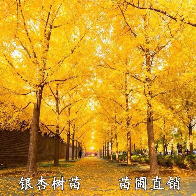 金叶银杏树活苗白果树苗盆栽庭院绿化苗木行道树小苗大树南北种植