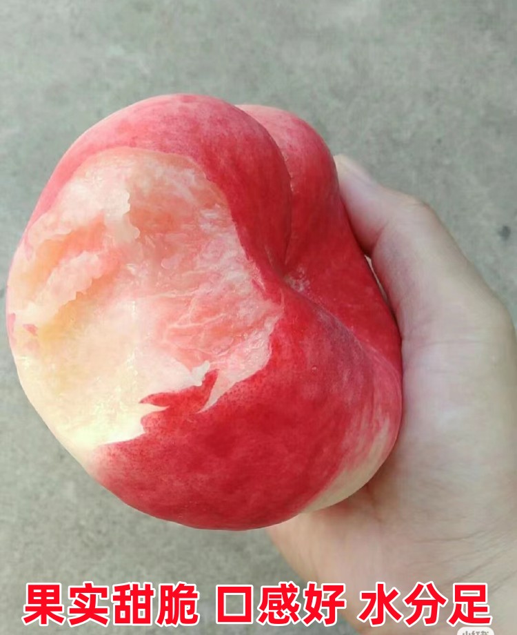 蟠桃树果苗嫁接树苖彩虹纽扣奶油特大盆栽南北方种植结果盘桃潘桃