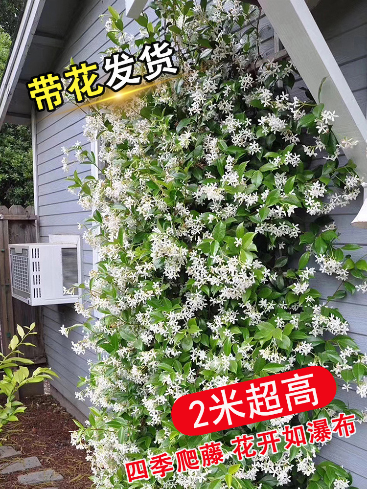 风车茉莉盆栽爬藤室外耐热寒植物法国香水藤阳台庭院花卉四季开花