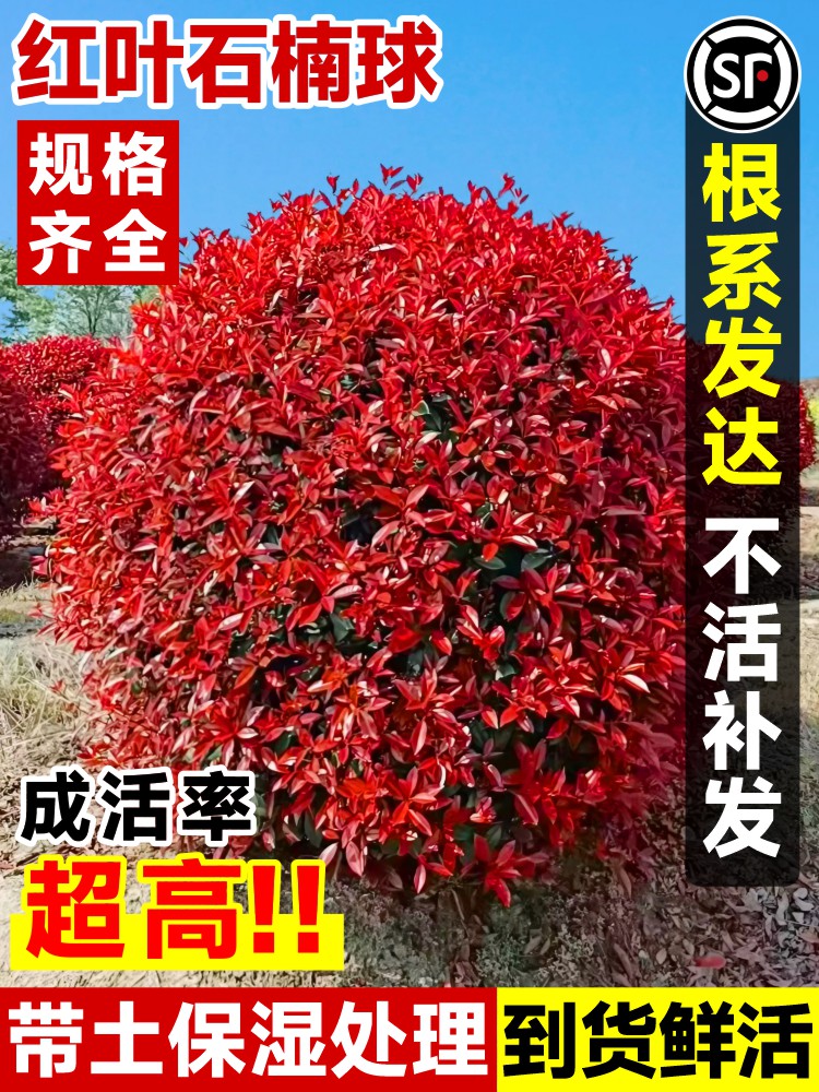 红叶石楠树苗火焰红石楠球庭院盆栽地栽绿篱笆苗绿化苗木四季常青