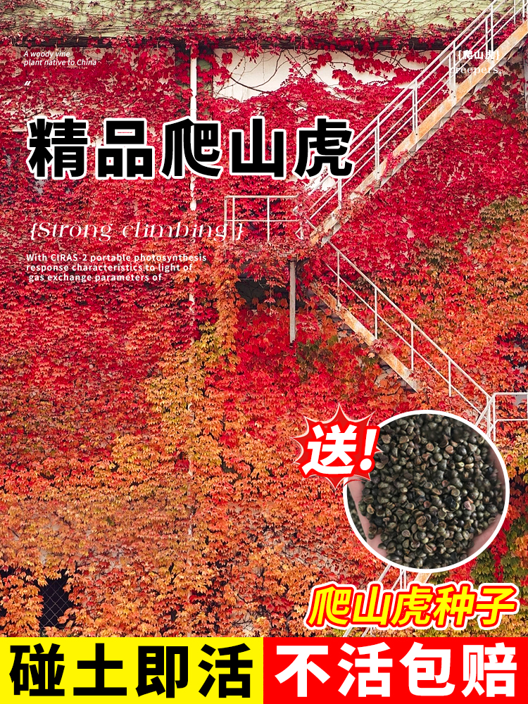 爬山虎爬藤四季常青不落叶庭院藤蔓植物五叶三叶爬墙虎树苗种籽子