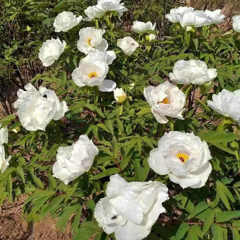 中药材药用牡丹种苗油用牡丹苗白牡庭院观赏可种植现挖发货