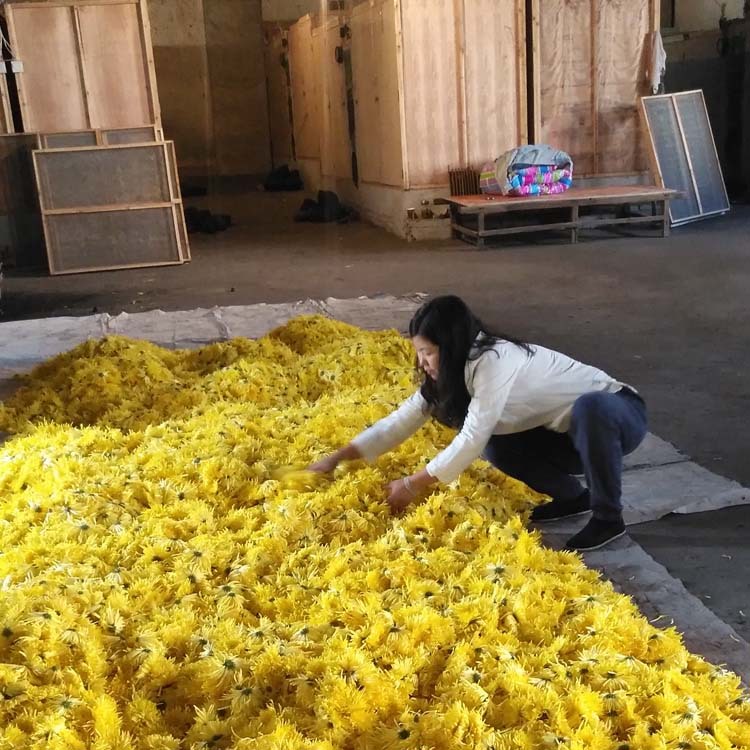 金丝皇菊散装500g批发一朵一杯大朵安徽黄山黄菊花茶新花产地直发     1斤
