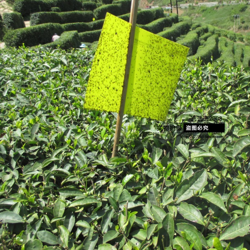 2025新茶汉中仙毫汉中绿茶500g散装毛尖午子仙毫茶叶厂家批发
    1袋