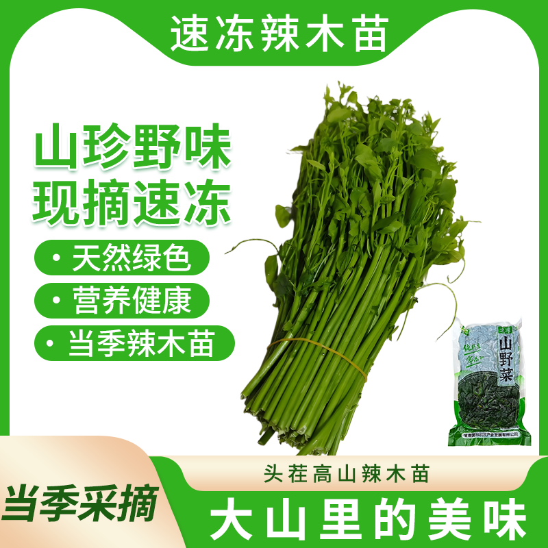 辣木苗
