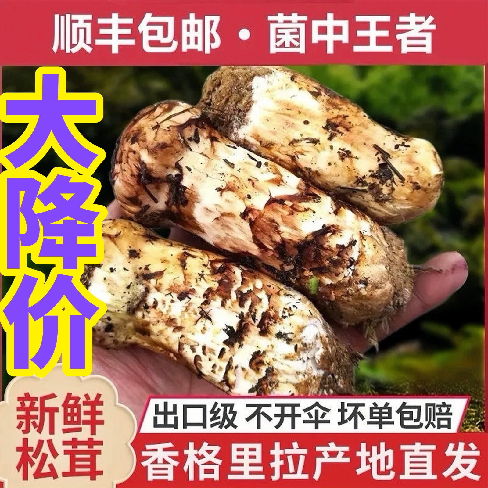 新鲜松茸云南香格里拉松茸不开伞野生松茸精品松茸企业店批发零售