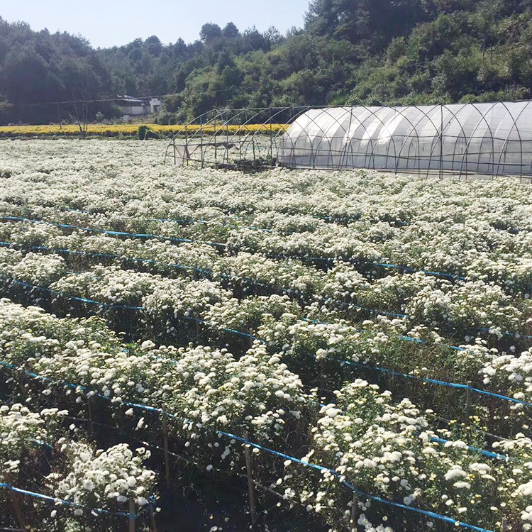 基地黄山贡菊菊花茶白菊花散装批发量大价优养生茶饮
  5斤