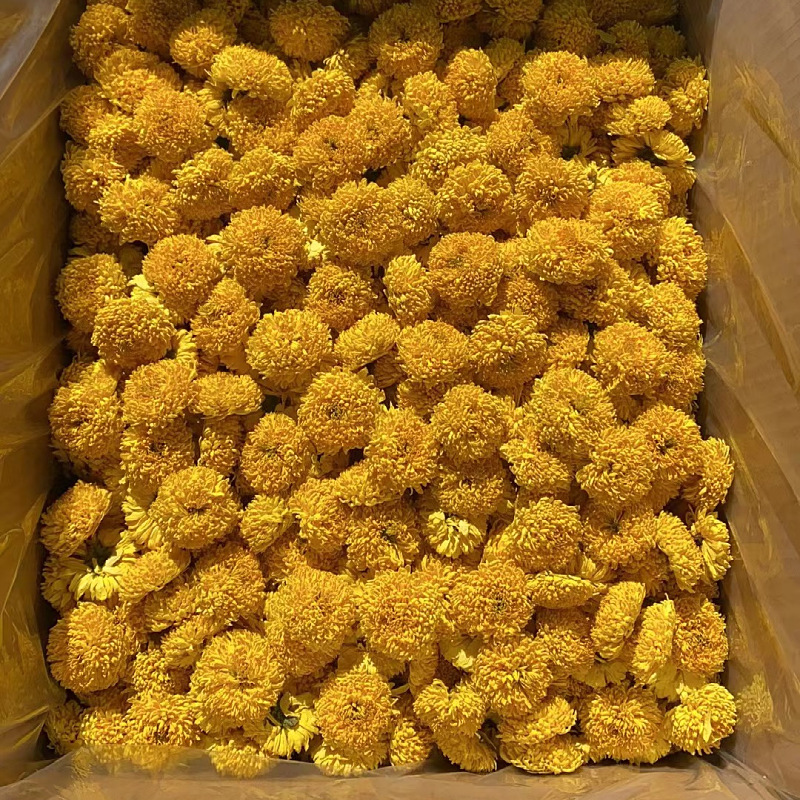 厂家供应徽州皇菊婺源皇菊金丝皇菊高山菊花茶 散货批发 量大从优  1公斤
  