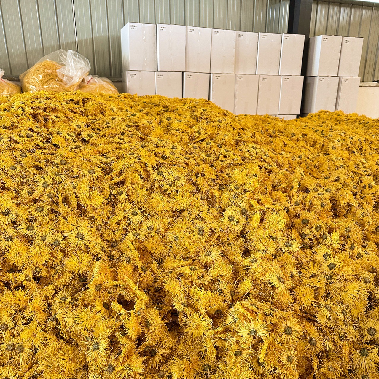 金丝皇菊四星花包朵大花 干花6-7cm左右黄山原产地菊花茶大货批发    2斤
