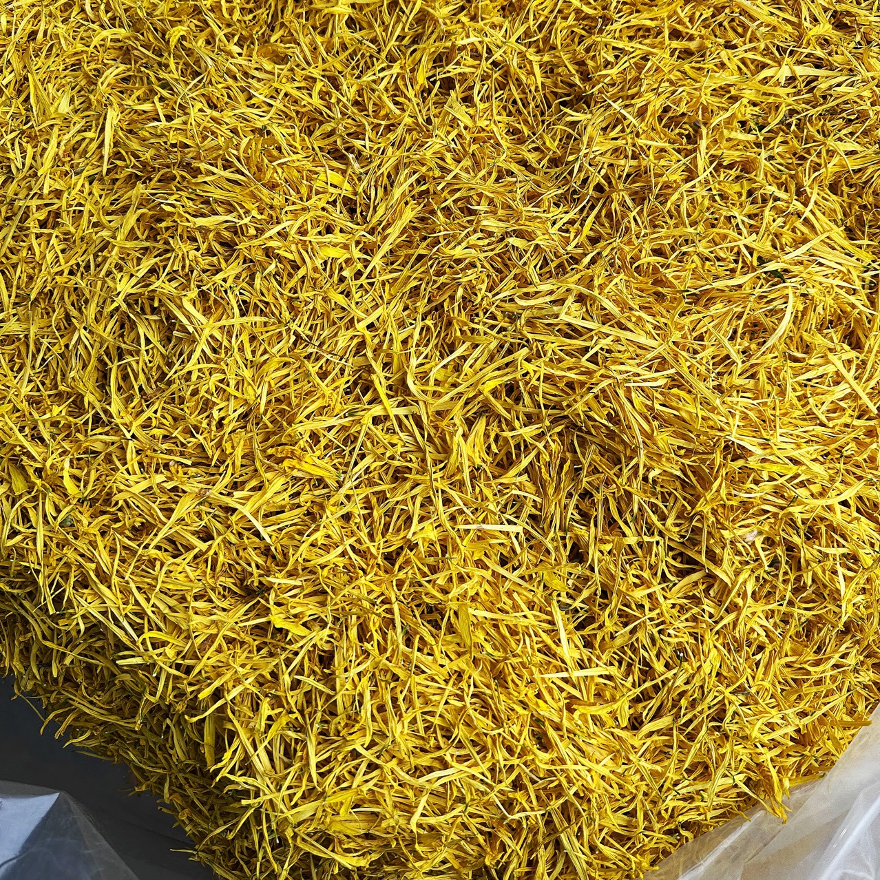 金丝皇菊新花花瓣花沫 黄山黄菊花花沫 填枕头泡水足浴泡茶批发
2斤