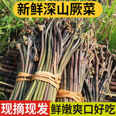 蕨菜新鲜现摘山蕨菜野菜当季新鲜蔬菜龙爪厥菜食用农产品蕨苔野生 500g