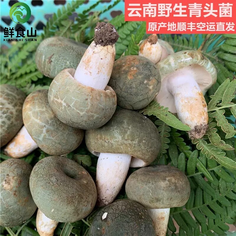 云南野生新鲜青头菌美味亲青脸菇新鲜菌野生菌楚雄食用蘑菇牛肝菌
