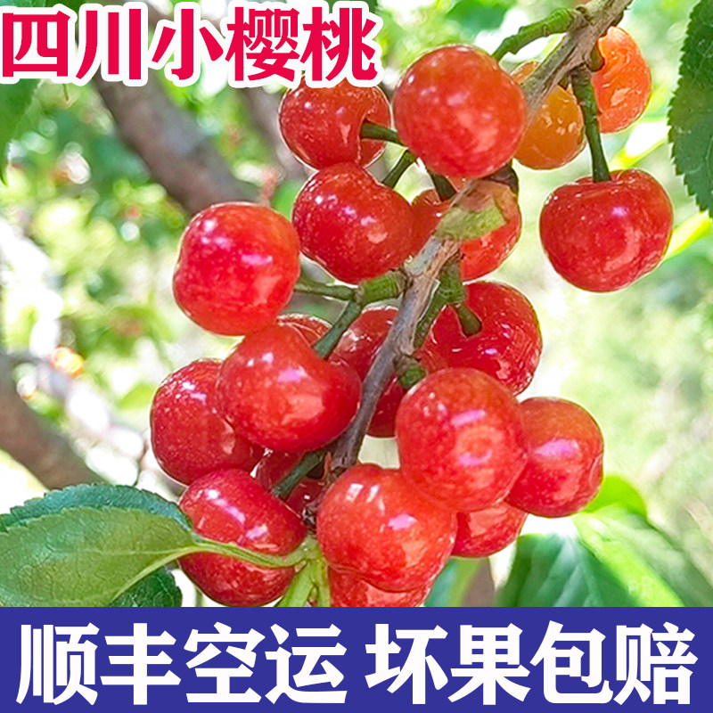正宗小樱桃攀枝花米易新鲜孕妇水果凉山土樱桃农家特产恩桃儿顺丰