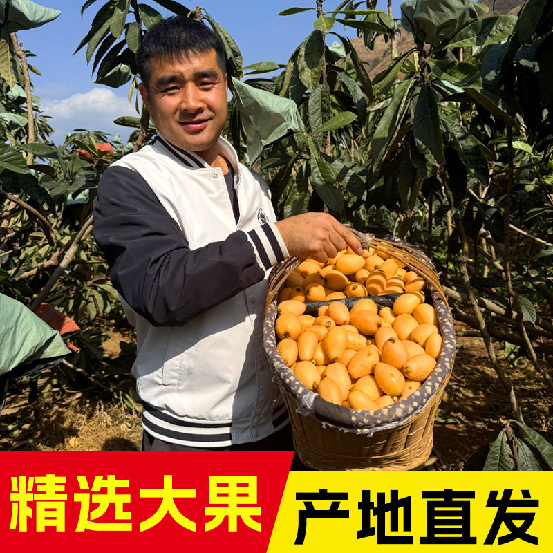 正宗四川攀枝花米易枇杷新鲜大果琵琶孕妇水果甜枇杷顺丰包邮