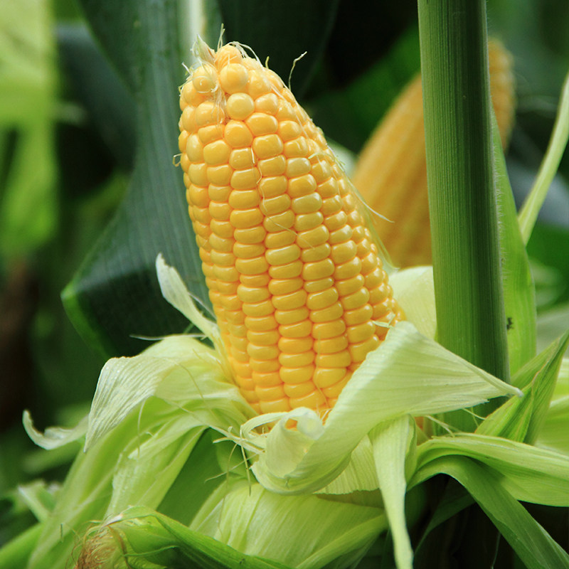 有机甜玉米 每日现摘 新鲜水果玉米孕妇儿童蔬菜有机认证无农残