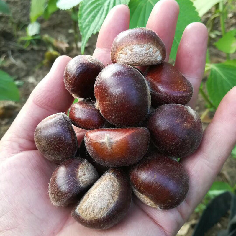 22年板栗正宗迁西野生小板栗生栗子新鲜小油栗珍珠栗小毛栗5斤装
