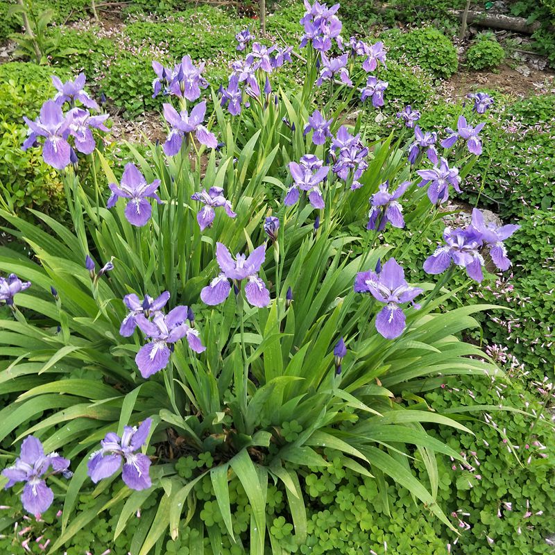 鸢尾蝴蝶兰花苗庭院绿化工程花卉苗木多年生小区别墅园林造景绿植 蓝蝴蝶10株 不含盆