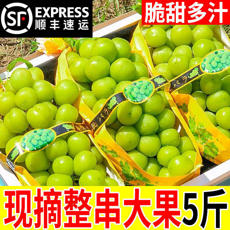 阳光玫瑰葡萄新鲜水果晴王提子青提大果整串产整箱批发