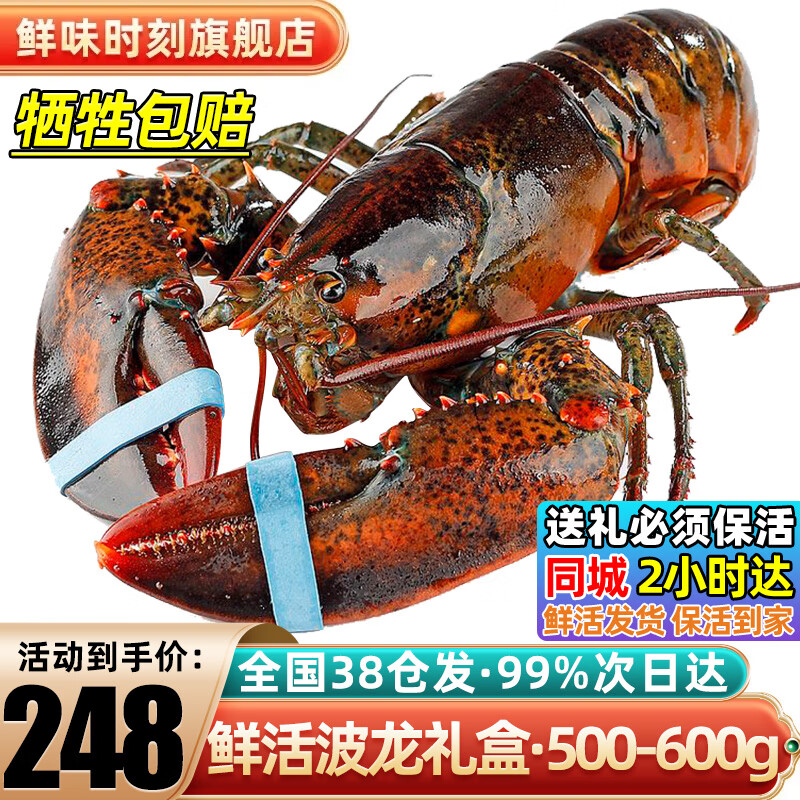 鲜味时刻【活鲜-保活】波士顿龙虾鲜活大龙虾波龙礼盒大虾虾类国庆聚餐 500-600g/只波龙*1只（净重）