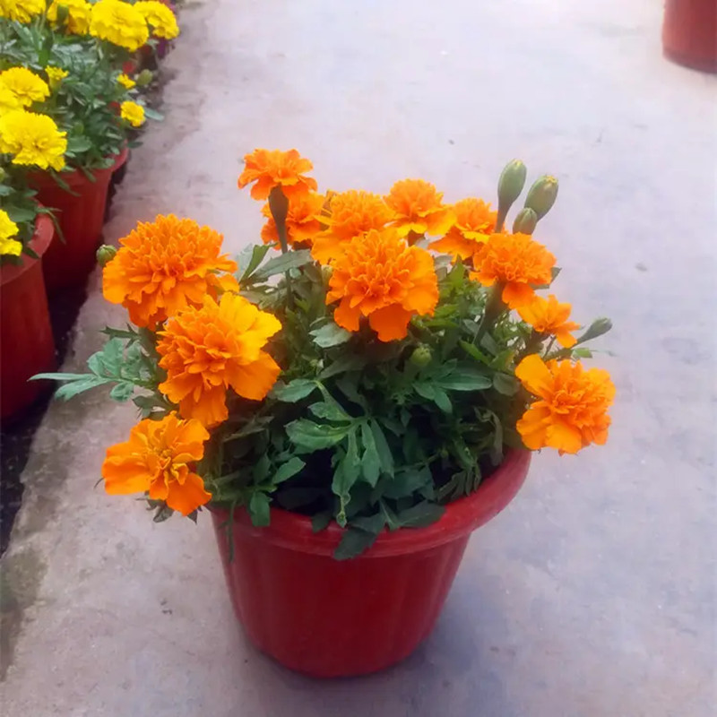 万寿菊种子菊花种子四季易活混色臭芙蓉花种籽子驱蚊盆栽花海种籽