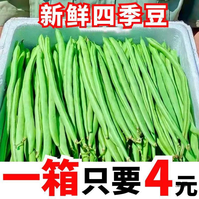【价】四季豆新鲜现摘无筋豆刀豆芸豆应季时令新鲜蔬菜豆角整箱2