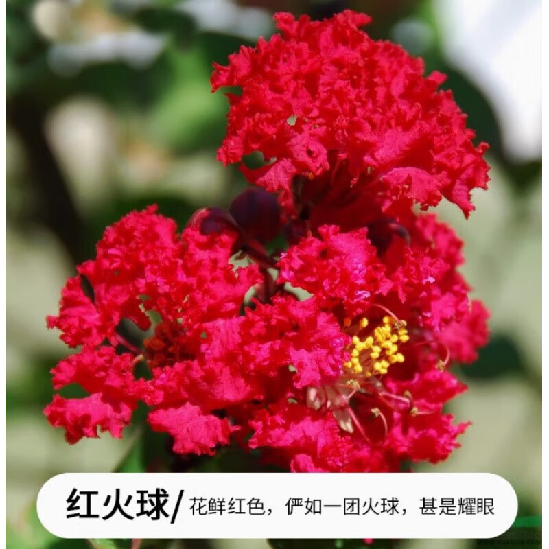 红花紫薇花树苗庭院别墅绿化苗木耐寒植物盆栽地栽紫微花卉 红火球 80-1米高[10颗]