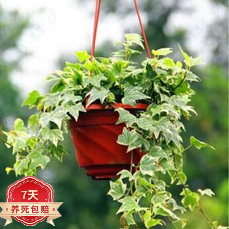 垂吊植物 青叶 室内苗木室内盆栽花卉 植物花卉盆栽 金边长出春藤整盆苗10棵